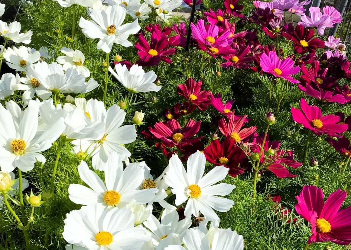 Monheimer Blumenmarkt